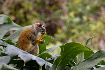 Squirrel Monkey