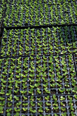 Selective Close-up of green seedling. Green salad growing from seed Farm garden in a greenhouse with watering plants. Stock background, photo