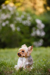 yorkshire terrier in grass. Little york dog in summer park. Outdoor walk of little doggie. Doggy haircut. Mini-dog on grass. Small sheared york dog. Dog hair style