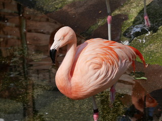 美しいフラミンゴ