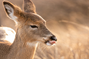 Portrait of a female white-tailed deer licking her lips. Funny cute pose - Fire Island New York. 