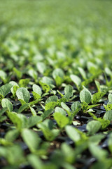 Selective Close-up of green seedling. Green salad growing from seed Farm garden in a greenhouse with watering plants. Stock background, photo