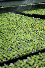 Selective Close-up of green seedling. Green salad growing from seed Farm garden in a greenhouse with watering plants. Stock background, photo