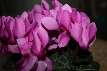 closeup flowers of pink cyclamen