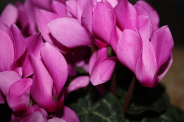 closeup flowers of pink cyclamen