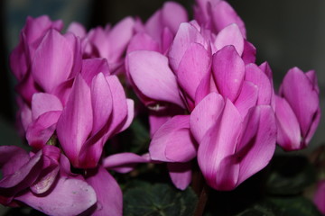 Fototapeta premium closeup flowers of pink cyclamen