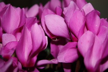 closeup flowers of pink cyclamen