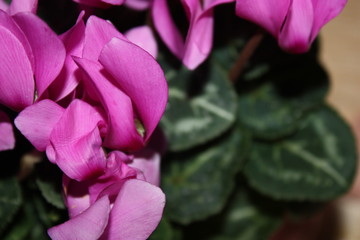 closeup flowers of pink cyclamen
