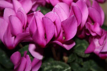 closeup flowers of pink cyclamen