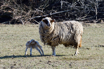 Schaf mit Jungtier auf der Weide