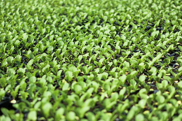 Selective Close-up of green seedling. Green salad growing from seed Farm garden in a greenhouse with watering plants. Stock background, photo