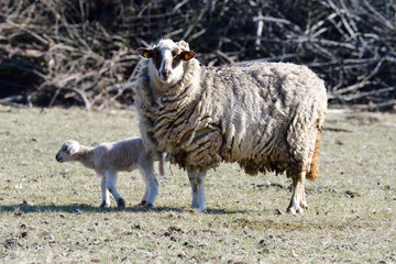 Schaf mit Jungtier auf der Weide