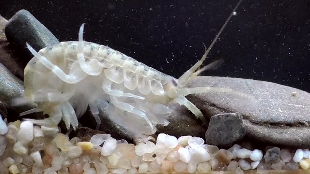 wo liegt der Fehler??  Gew&ouml;hnlicher Flohkrebs&nbsp;(Gammarus pulex)