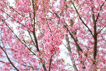 Wild Himalayan Cherry Blossoms in spring season (Prunus cerasoides), Sakura in Thailand, selective focus, Phu Lom Lo, Loei, Thailand.