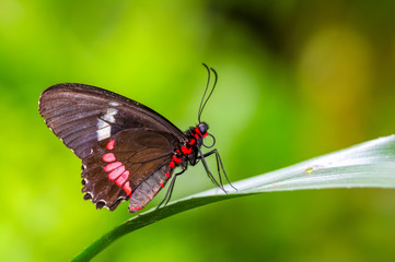 Obraz na płótnie Canvas Closeup beautiful butterfly sitting on flower. Parides aglaope 