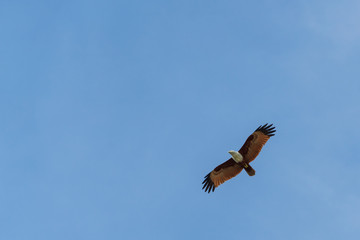 American bald eagle soaring on blue sky. Bottom view.