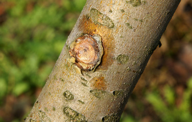 Young tree after pruning