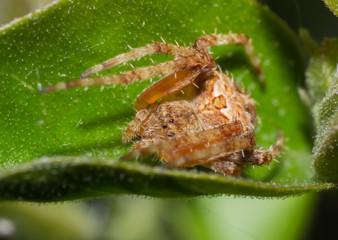 spider, macro of insect in wild, animal in nature, close-up animal in wild