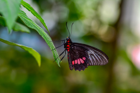 Closeup   beautiful butterfly sitting on flower. Parides aglaope 