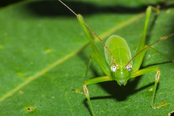 grasshopper,  macro of insect in wild, animal in nature, close-up animal in wild