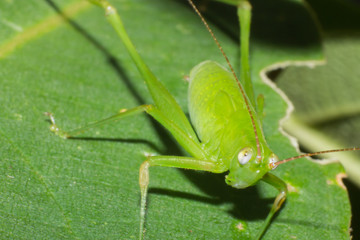 grasshopper,  macro of insect in wild, animal in nature, close-up animal in wild