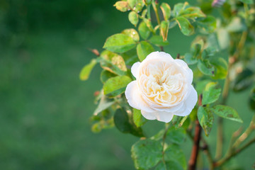 Fresh white rose flower with rain drops on blur nature background.