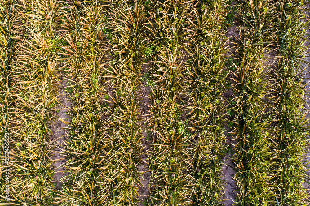 Wall mural aerial top view pineapple plantation