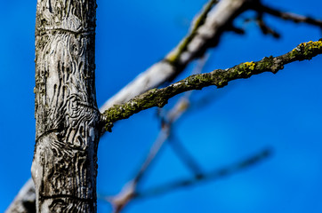 Fototapeta premium Texture of a tree created by a worm and a blue sky in the background