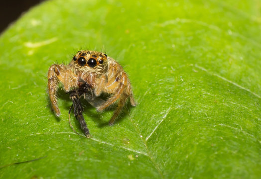 Spider, macro of insect in wild, animal in nature, close-up animal in wild