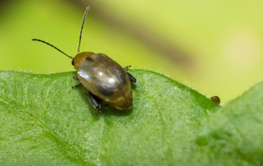 ladybug, macro of insect in wild, animal in nature, close-up animal in wild