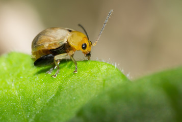 ladybug, macro of insect in wild, animal in nature, close-up animal in wild