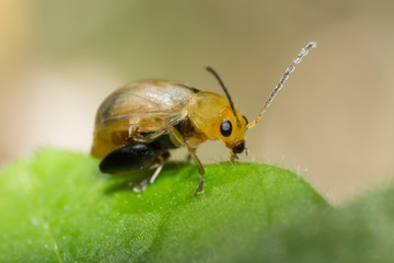 ladybug, macro of insect in wild, animal in nature, close-up animal in wild