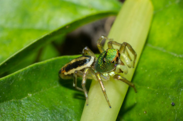 Spider, macro of insect in wild, animal in nature, close-up animal in wild