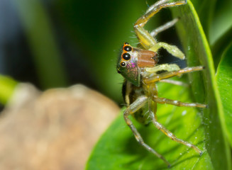 Spider, macro of insect in wild, animal in nature, close-up animal in wild