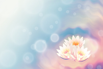 pink Lotus flower on color abstract background, water lily close-up with light blur background