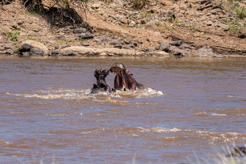 Fototapeta premium Two Hippos fighting in the waters of Mara river inside Masai Mara National Reserve during a wildlife safari