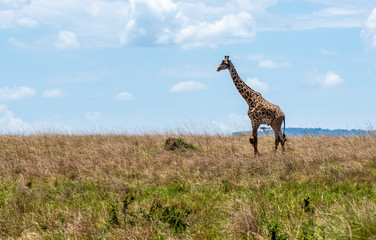 A giraffe walking in the plains of africa inside Masai Mara National Reserve during a wildlife safari