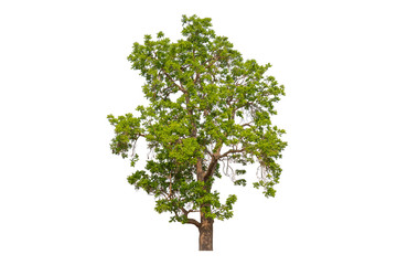 Single Green tree with clipping path on white background