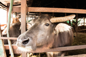 thai buffalo in stall