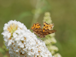 Polygonia c-album. Revers du papillon Robert-le Diable avec une tache blanche en forme de C, posé sur une fleur