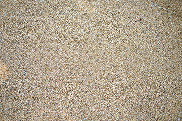 Texture of grains and golden seeds. Wheat and rye as food. Stock background, photo