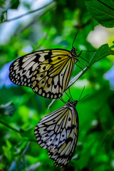 Fototapeta na wymiar Closeup beautiful butterfly sitting on flower. .Tree Nymph butterfly (Idea leuconoe) 