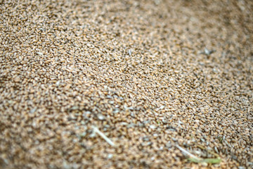 Texture of grains and golden seeds. Wheat and rye as food. Stock background, photo