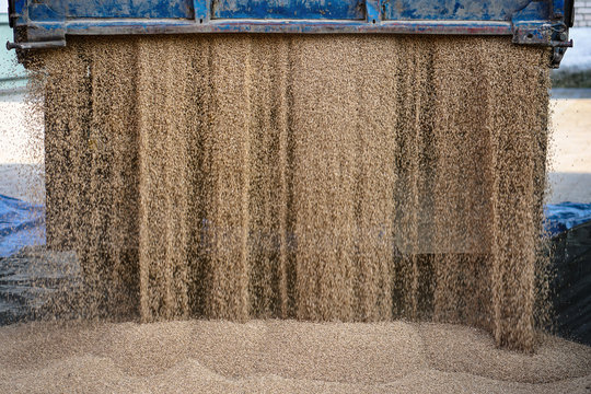 Technique pours grain at the mill. Wheat and rye as food. Stock background, photo