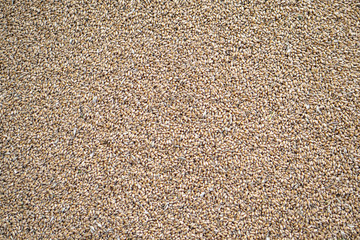 Texture of grains and golden seeds. Wheat and rye as food. Stock background, photo
