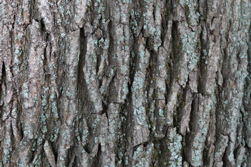 Gray-brown bark of a tree with a green lichen on it.