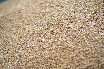 Texture of grains and golden seeds. Wheat and rye as food. Stock background, photo