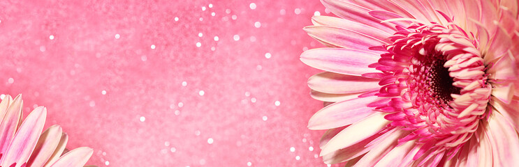 Pink gerbera flower.Concept for design, flower business, congratulations. Close-up, selective focus. Banner