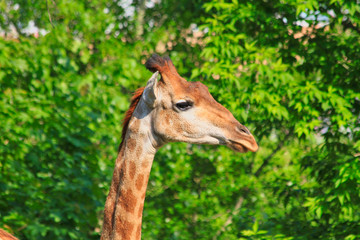 Naklejka premium Photo of a giraffe's head in profile close-up on a long neck against the background of bright green trees at the zoo