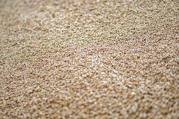 Texture of grains and golden seeds. Wheat and rye as food. Stock background, photo